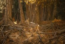 identifier chain integrity log