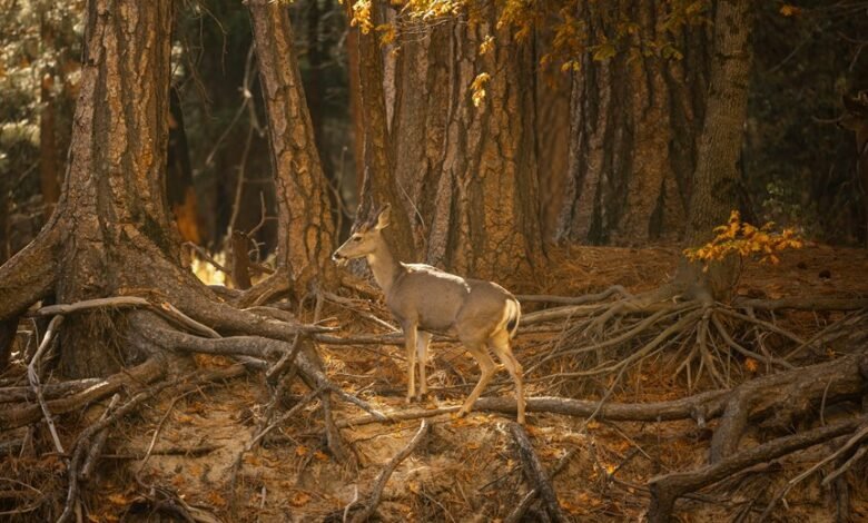 identifier chain integrity log