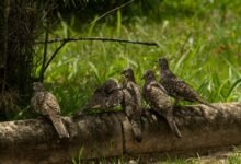 structured dataset association log