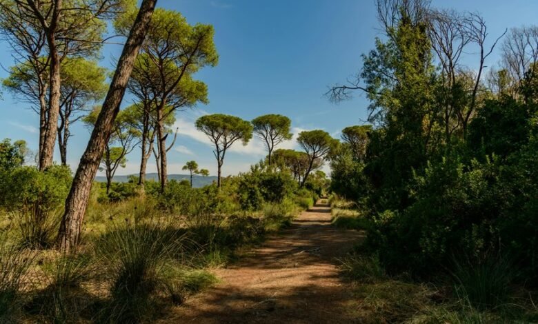 apex growth horizon path